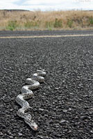 Great Basin Gopher Snake