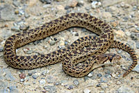 Pacific Gopher Snake