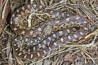 Pacific Gopher Snake