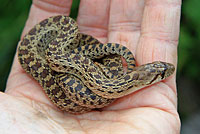 Pacific Gopher Snake