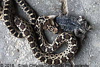 Great Basin Gopher Snake