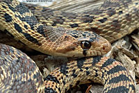 Pacific Gopher Snake