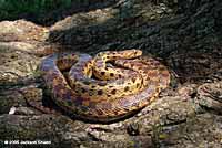 Pacific Gopher Snake