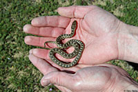 Pacific Gopher Snake