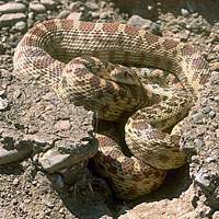 Pacific Gopher Snake