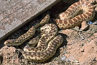 Pacific Gopher Snake