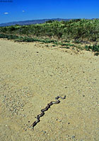 Pacific Gopher Snake