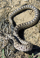 Pacific Gopher Snake