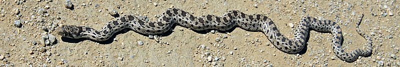 Pacific Gopher Snake