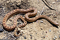 Pacific Gopher Snake