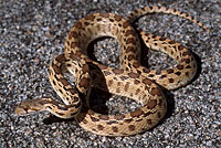 Pacific Gopher Snake