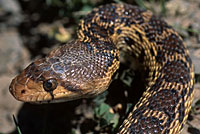 Pacific Gopher Snake