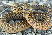 Pacific Gopher Snake