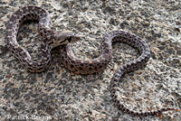 Pacific Gopher Snake