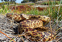 Pacific Gopher Snake