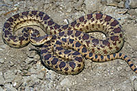 Pacific Gopher Snake