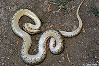 Pacific Gopher Snake