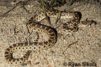 Pacific Gopher Snake