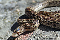 Pacific Gopher Snake