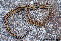 Pacific Gopher Snake