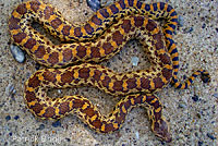 Pacific Gopher Snake