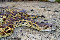 Pacific Gopher Snake