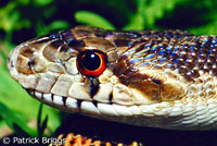 Pacific Gopher Snake