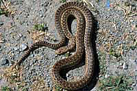 Pacific Gopher Snake