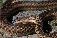 Pacific Gopher Snake