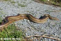 Pacific Gopher Snakes