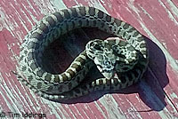 Pacific Gopher Snake