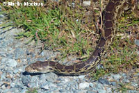 Pacific Gopher Snake