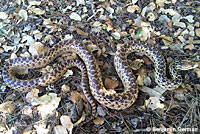 Pacific Gopher Snake