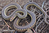 Pacific Gopher Snake