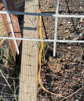 Albino Gopher Snake