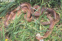 Pacific Gopher Snakes