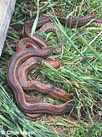 Pacific Gopher Snakes