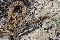 Pacific Gopher Snake