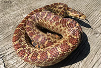 Pacific Gopher Snake