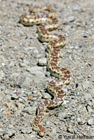 Pacific Gopher Snake