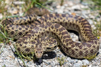 Pacific Gopher Snake