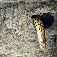 Great Basin Gopher Snake