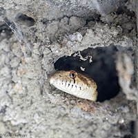 Great Basin Gopher Snake