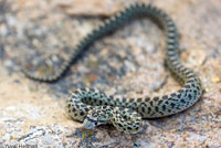 Pacific Gopher Snake