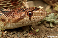 Pacific Gopher Snake