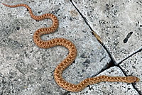 Pacific Gopher Snakes