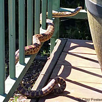 Pacific Gopher Snake