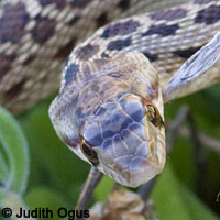 Pacific Gopher Snake