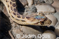 Pacific Gopher Snake