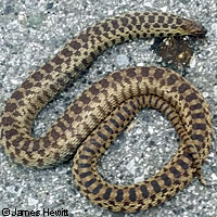 Pacific Gopher Snake